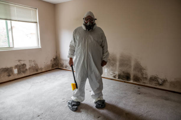 Best Mold Prevention Services  in USA